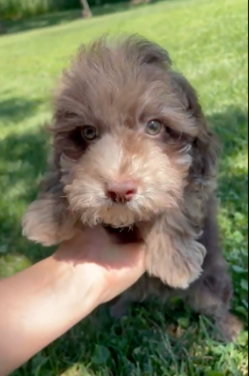 sable havapoo puppy being lifted up by a person